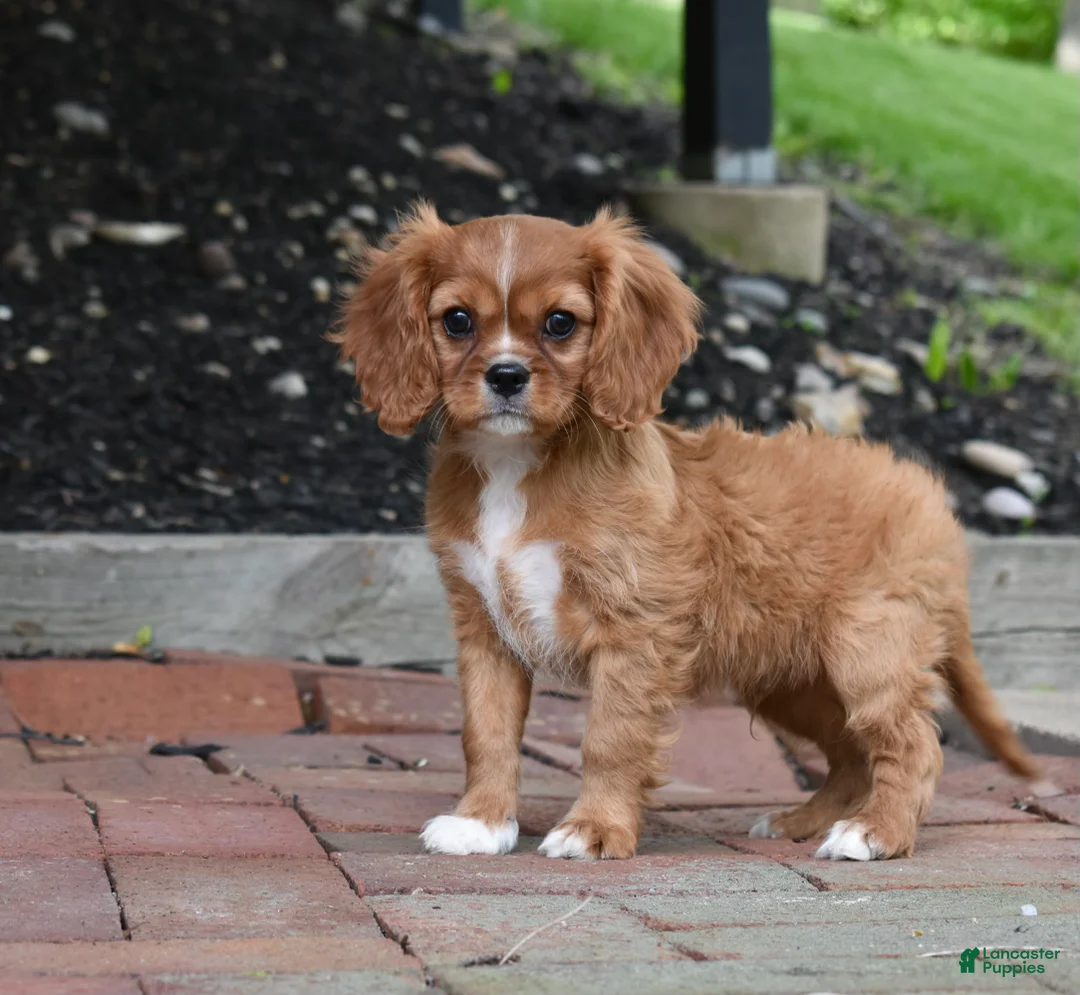 Cavalier King Charles Spaniel dogs for sale: Reese - Ad 1