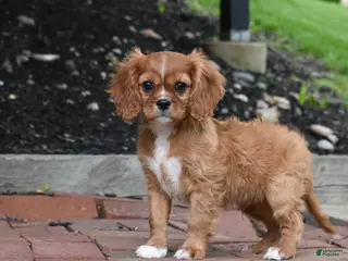 Cavalier King Charles Spaniel dogs Reese - Ad 41