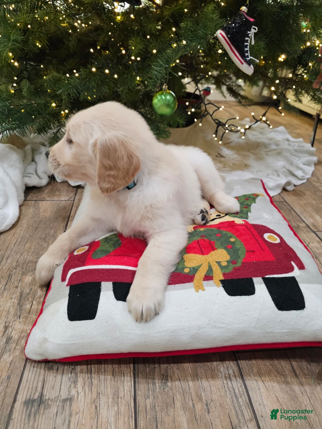 Golden Retriever dogs for sale: Golden Retriever Puppy 8 - Ad 5