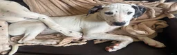 Mixed Breed dogs for sale: Pearl - Ad 5