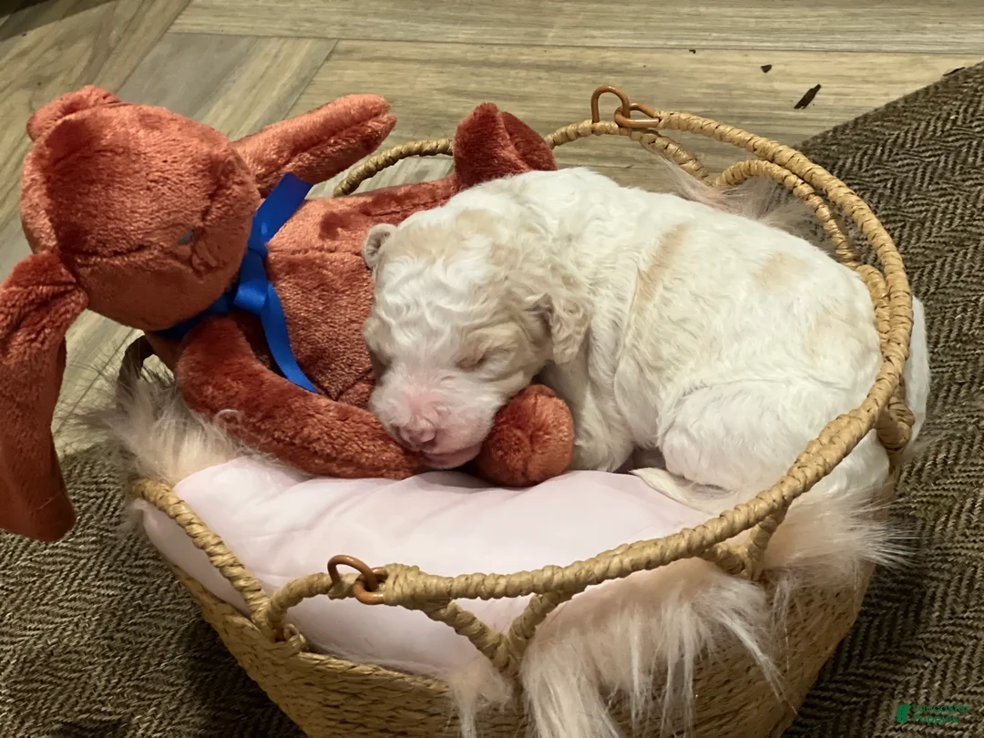 Goldendoodle dogs for sale: Thunder male blue collar  - Ad 2