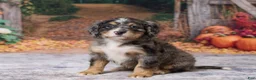 Bernedoodle dogs for sale: Kaley - Ad 3