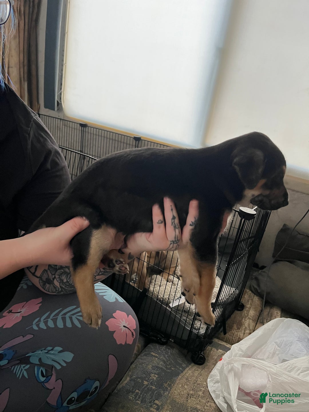 Mixed Breed dogs for sale: Mixed Breed Puppy 3 - Ad 13
