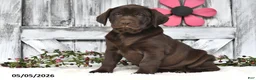 Labrador Retriever dogs for sale: Tucker - Ad 1
