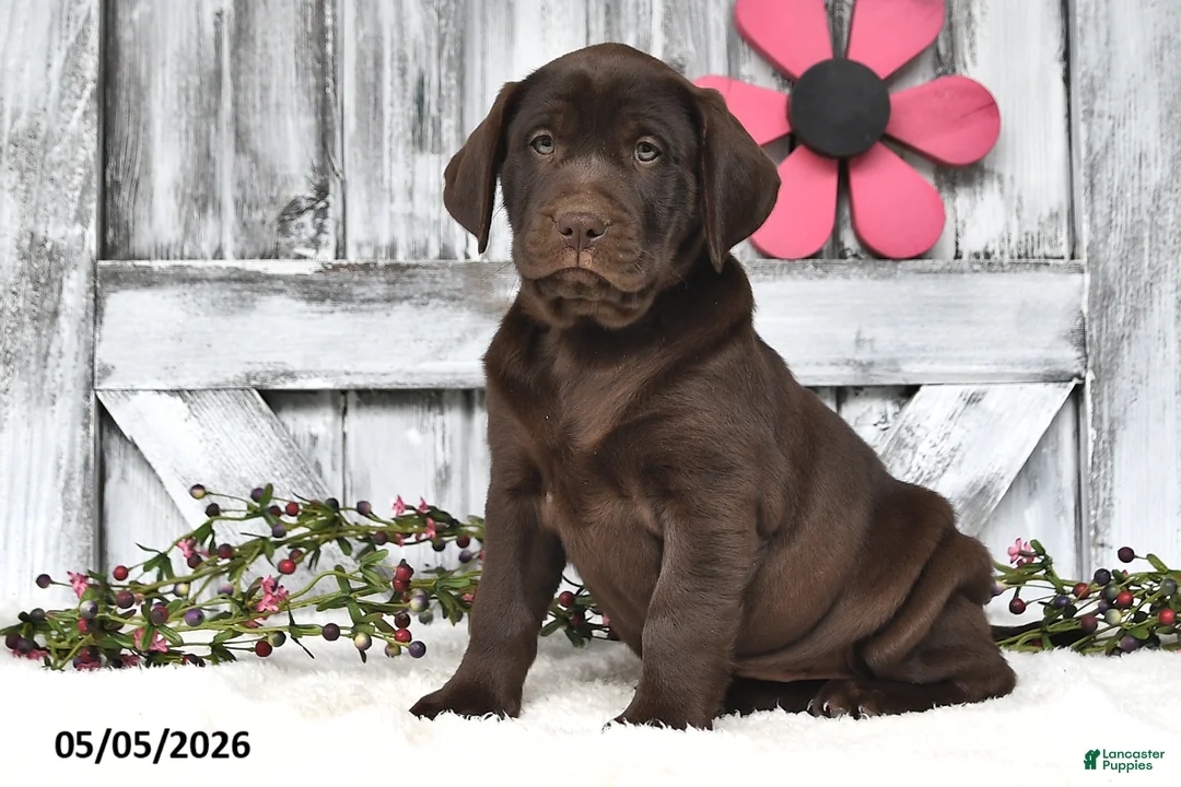 Labrador Retriever dogs for sale: Tucker - Ad 1