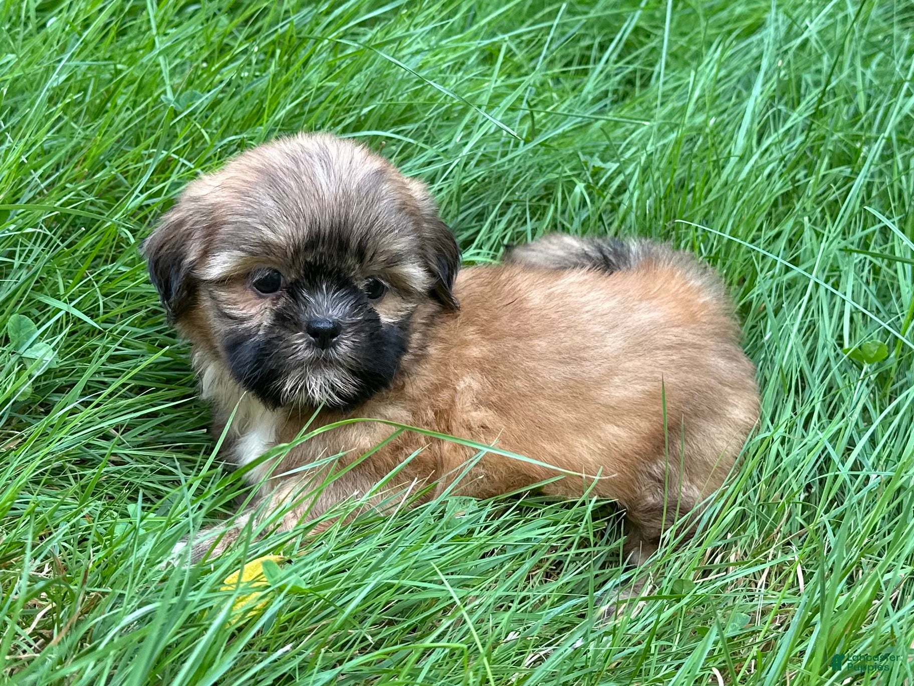 Shih Tzu dogs for sale: Shih Tzu 2 - Ad 2