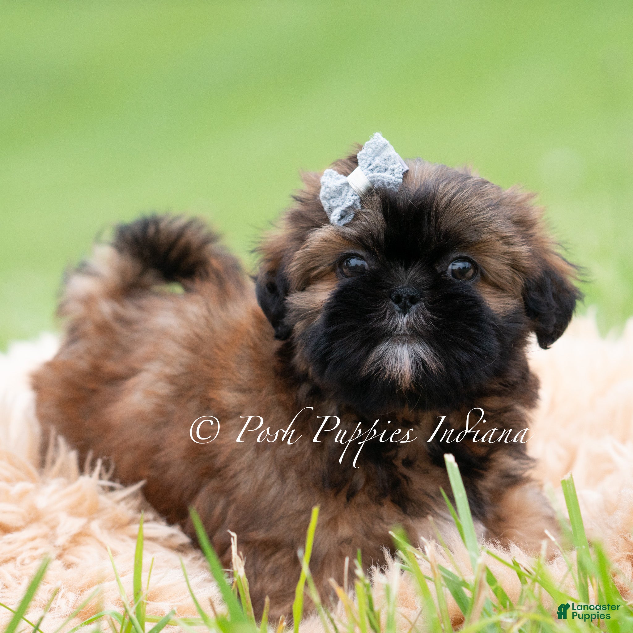 Shih Tzu dogs for sale: Ace AKC - Ad 2