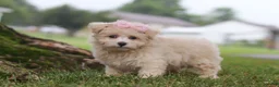 Maltipoo dogs for sale: Nora - Ad 6