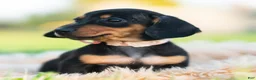 Miniature Dachshund dogs for sale: Pixiebean AKC - Ad 2