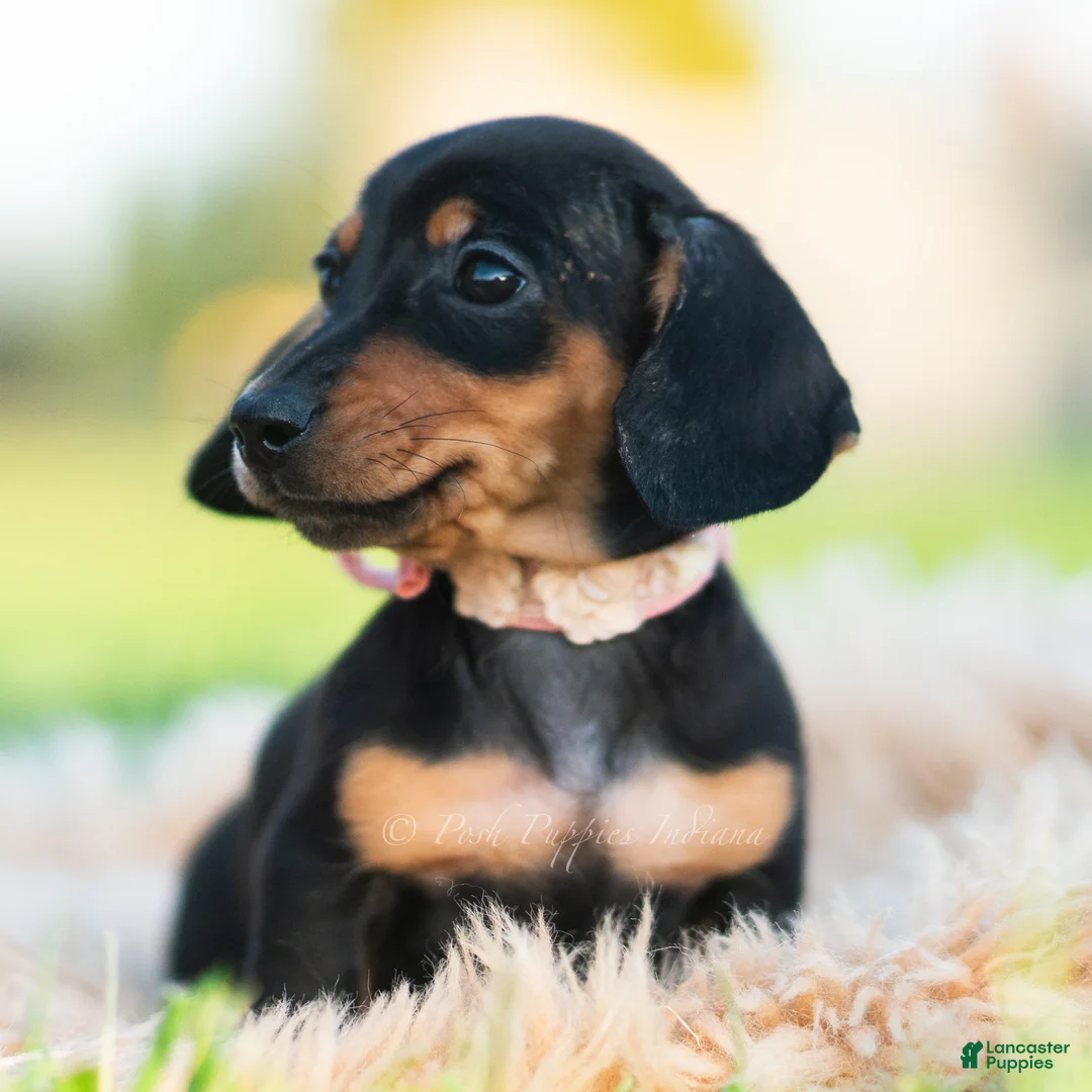 Miniature Dachshund dogs for sale: Pixiebean AKC - Ad 2
