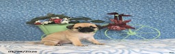 Pug dogs for sale: Larine - Ad 5