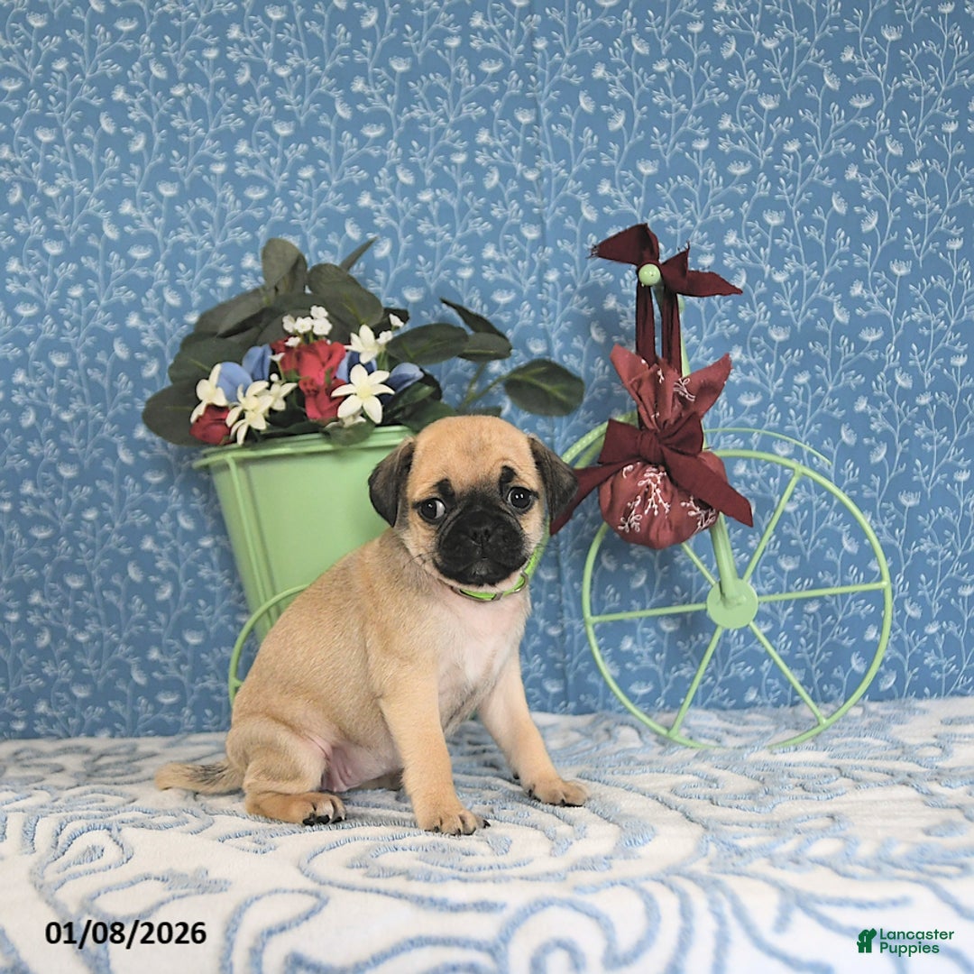 Pug dogs for sale: Larine - Ad 5