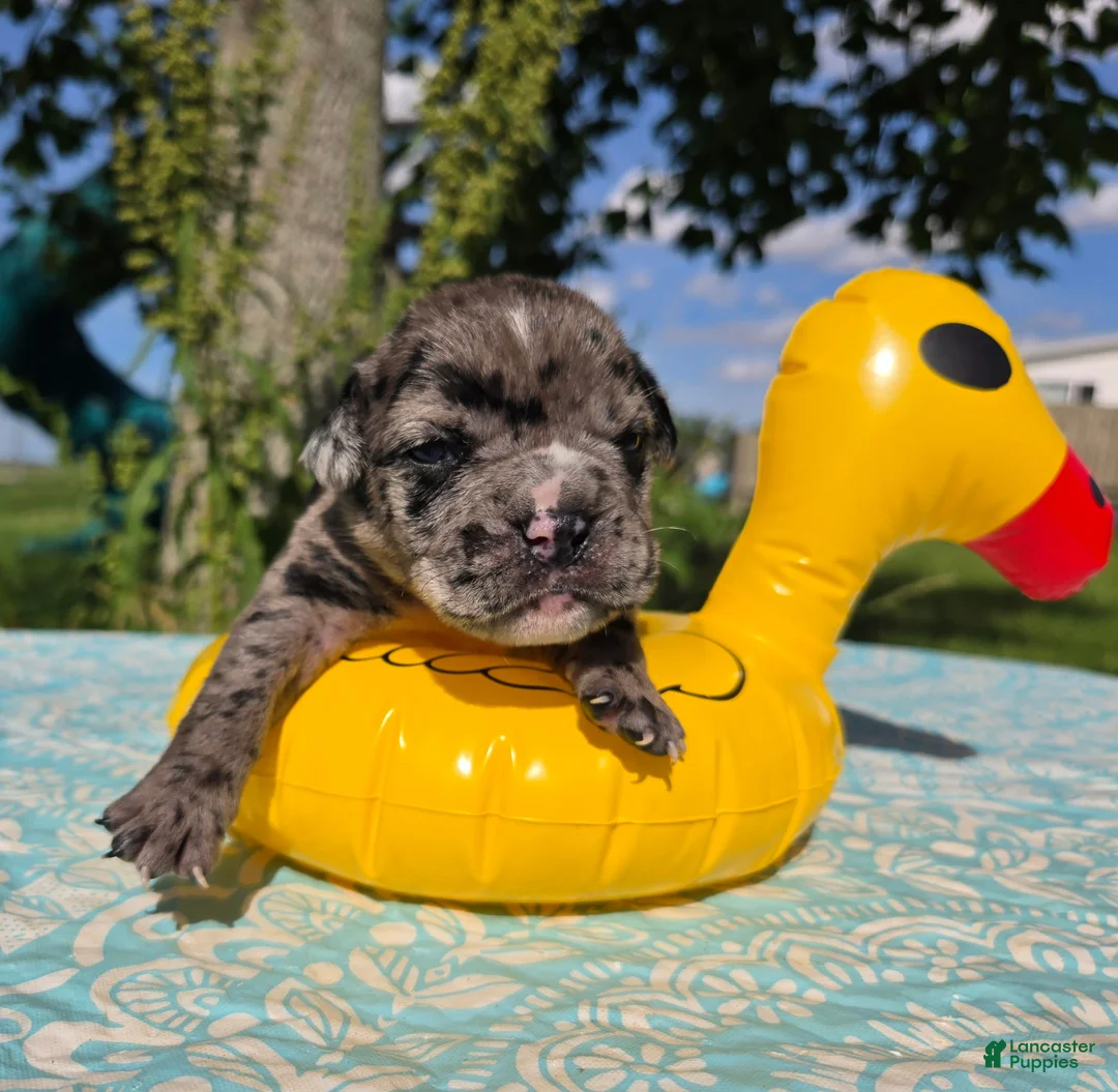 Olde English Bulldogge dogs for sale: Ruble - Ad 1