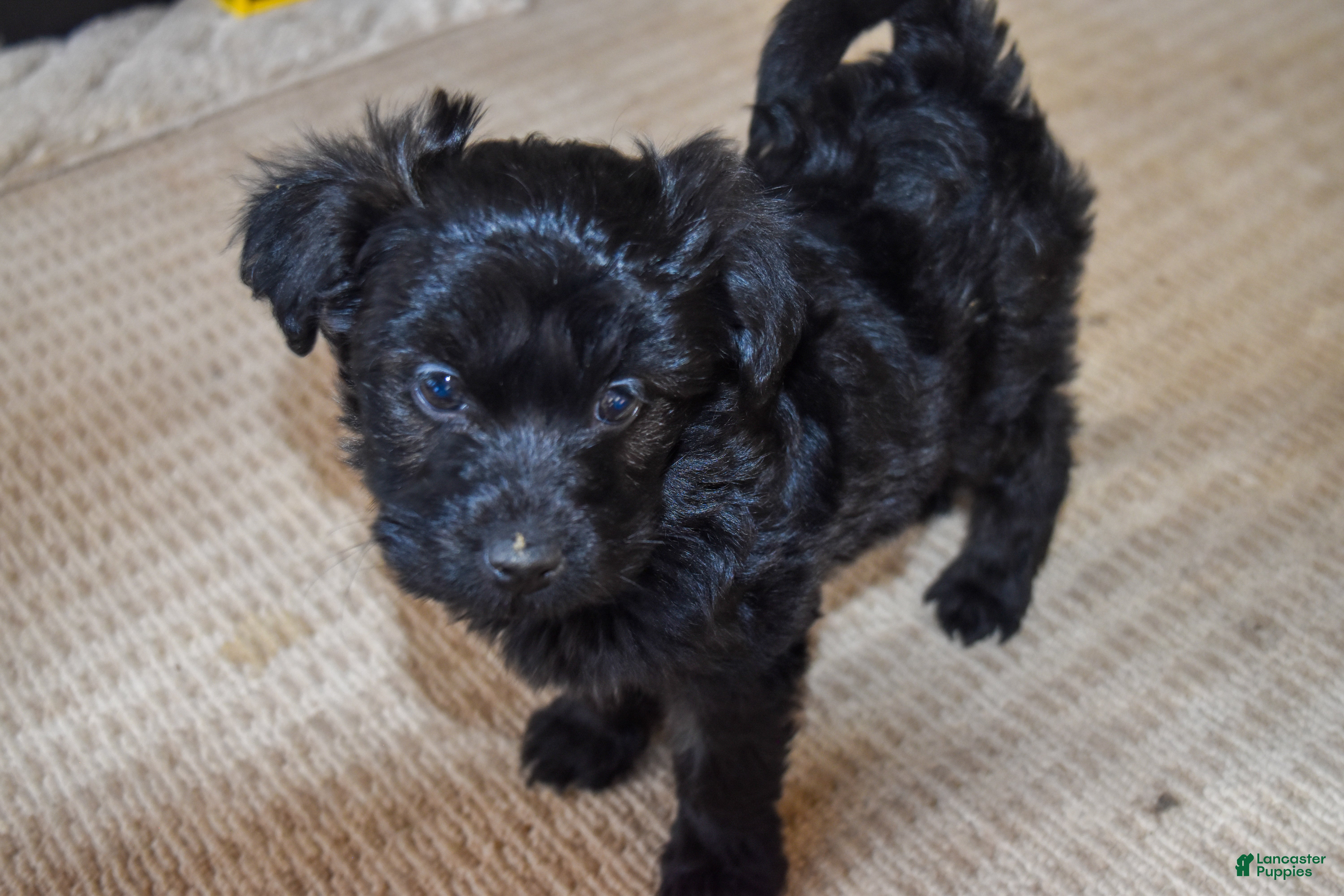 Yorkiepoo dogs Peaches 🍑  - Ad 35