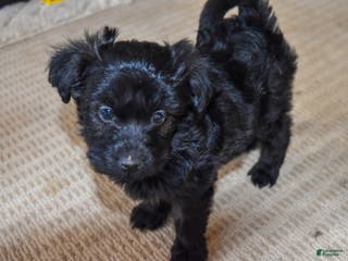 Yorkiepoo dogs Peaches 🍑 - Ad 38