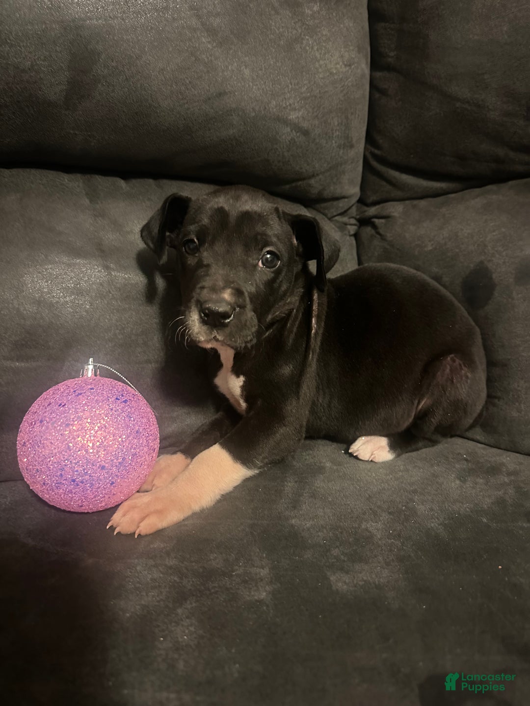 Great Dane dogs for sale: Great Dane Puppy 6 - Ad 2