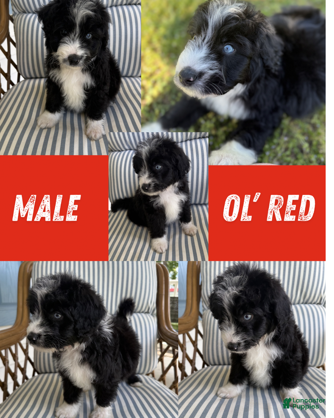 Aussiedoodle dogs Ol’ Red (Red) - Ad 18