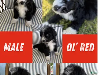 Aussiedoodle dogs Ol’ Red (Red) - Ad 18