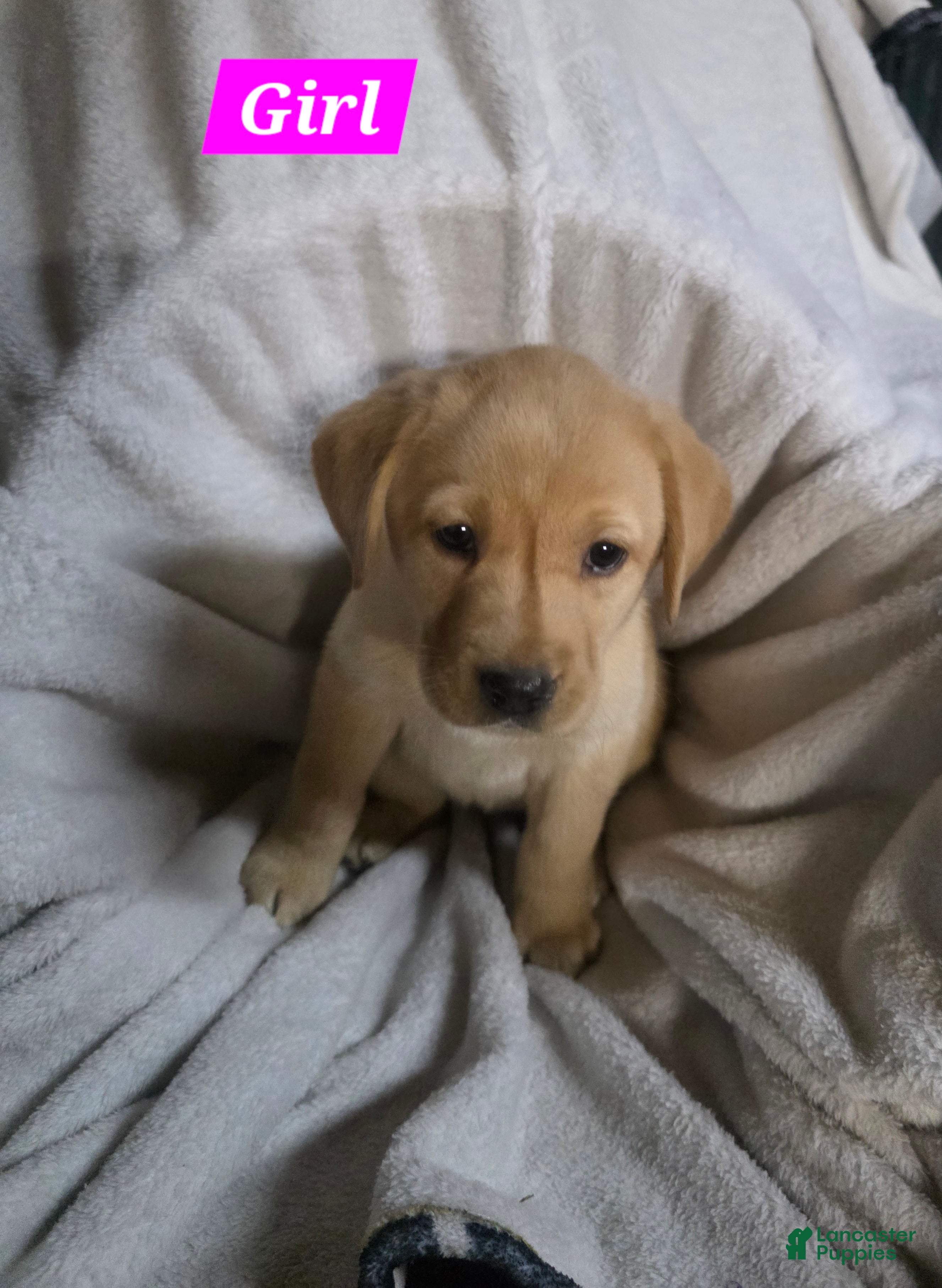 Labrador Retriever dogs Labrador Retriever Puppy 3 - Ad 35