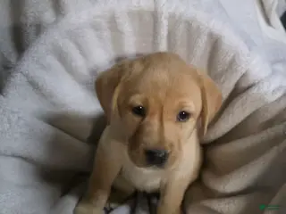 Labrador Retriever dogs Labrador Retriever Puppy 3 - Ad 35