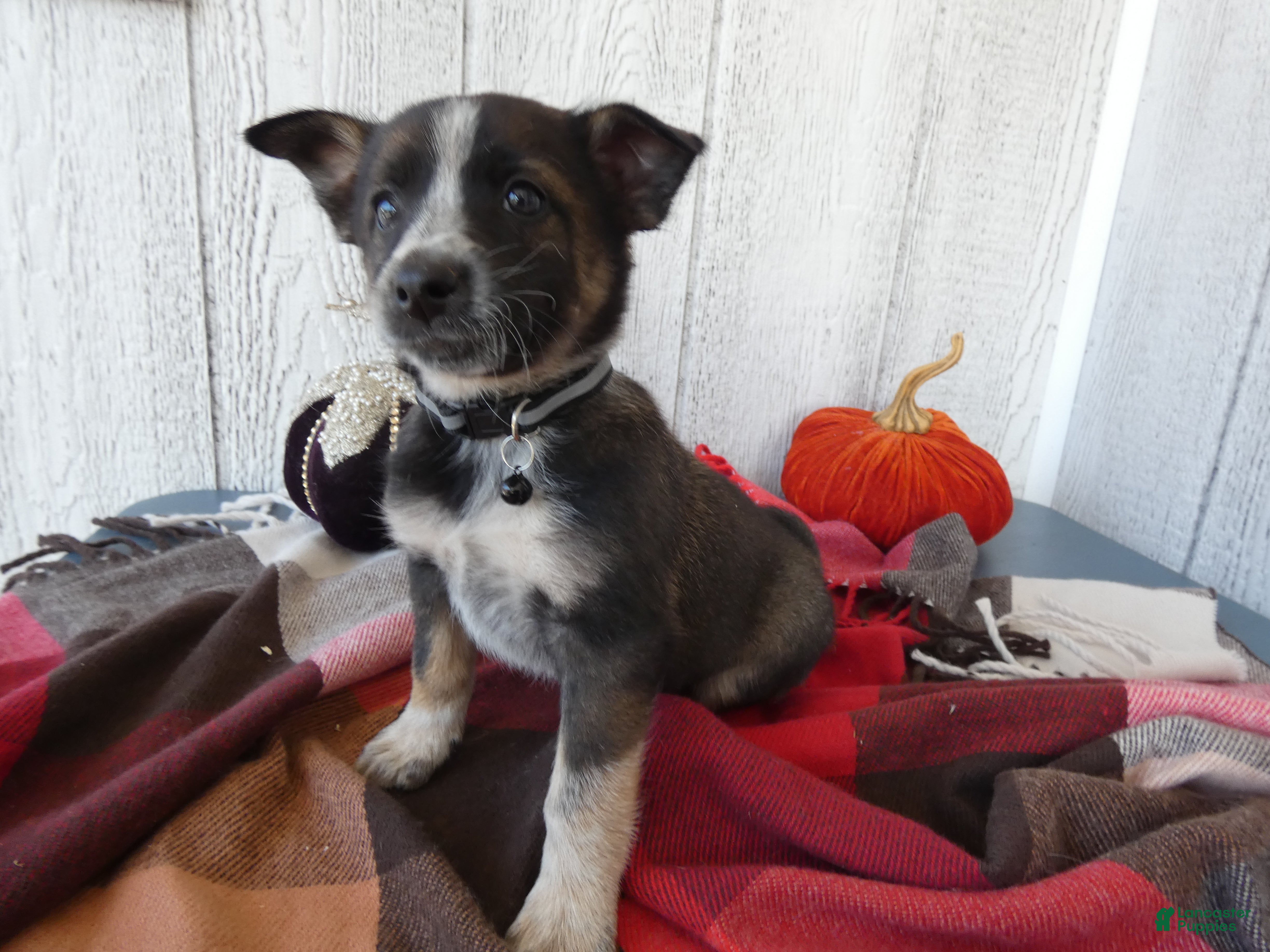 Australian Cattle Dog dogs for sale: Australian Cattle Dog 8 Maddie - Ad 11