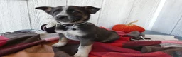 Australian Cattle Dog dogs for sale: Australian Cattle Dog 8 Maddie - Ad 1