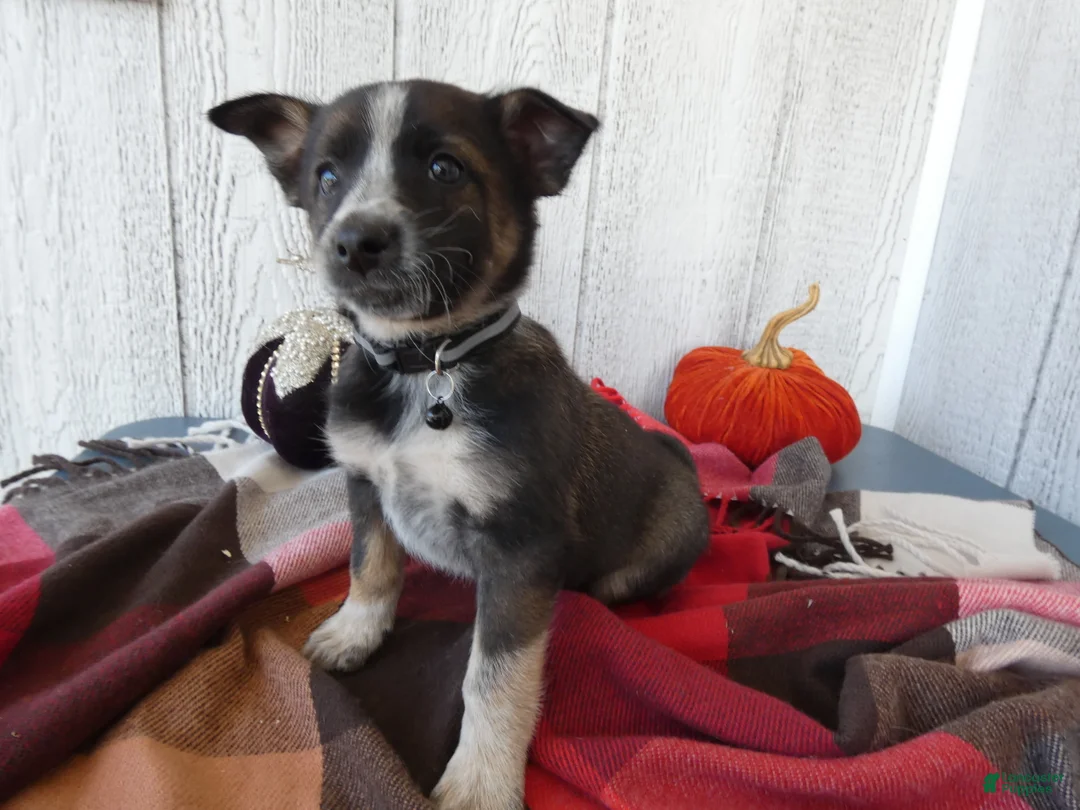 Australian Cattle Dog dogs for sale: Australian Cattle Dog 8 Maddie - Ad 1