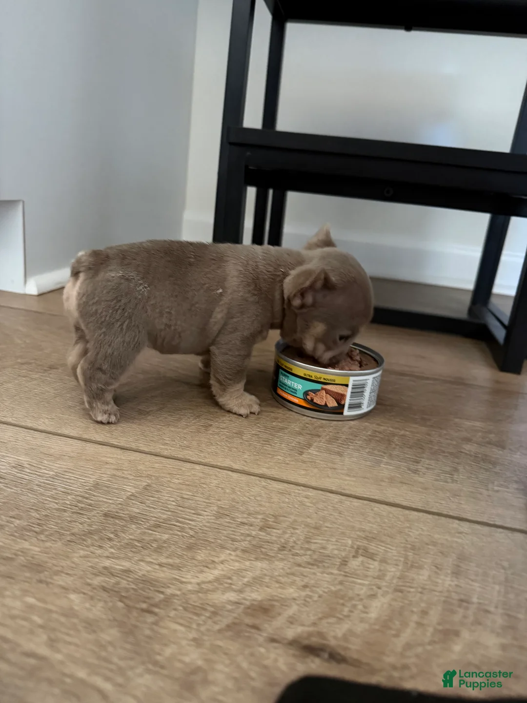 French Bulldog dogs for sale: French Bulldog 1 - Ad 2