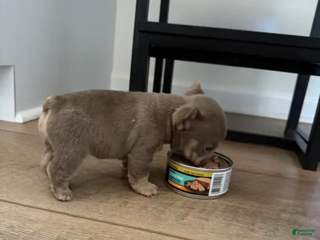 French Bulldog dogs for sale: French Bulldog 1 - Ad 2