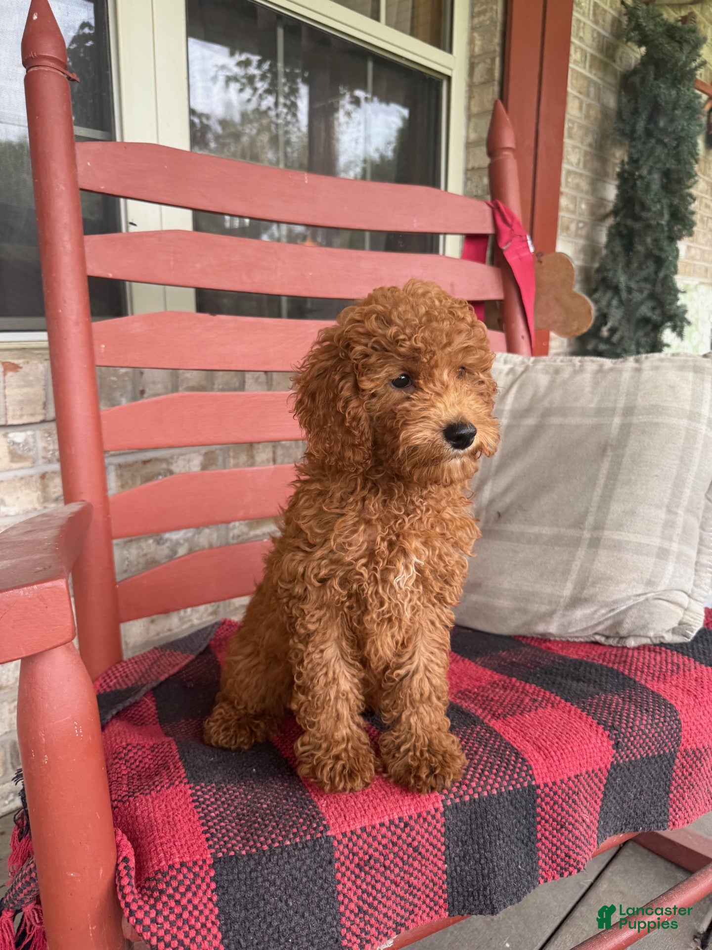 Miniature Labradoodle dogs Goldie - Ad 25
