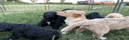 Standard Poodle dogs for sale: Standard Poodle 5 - Ad 14