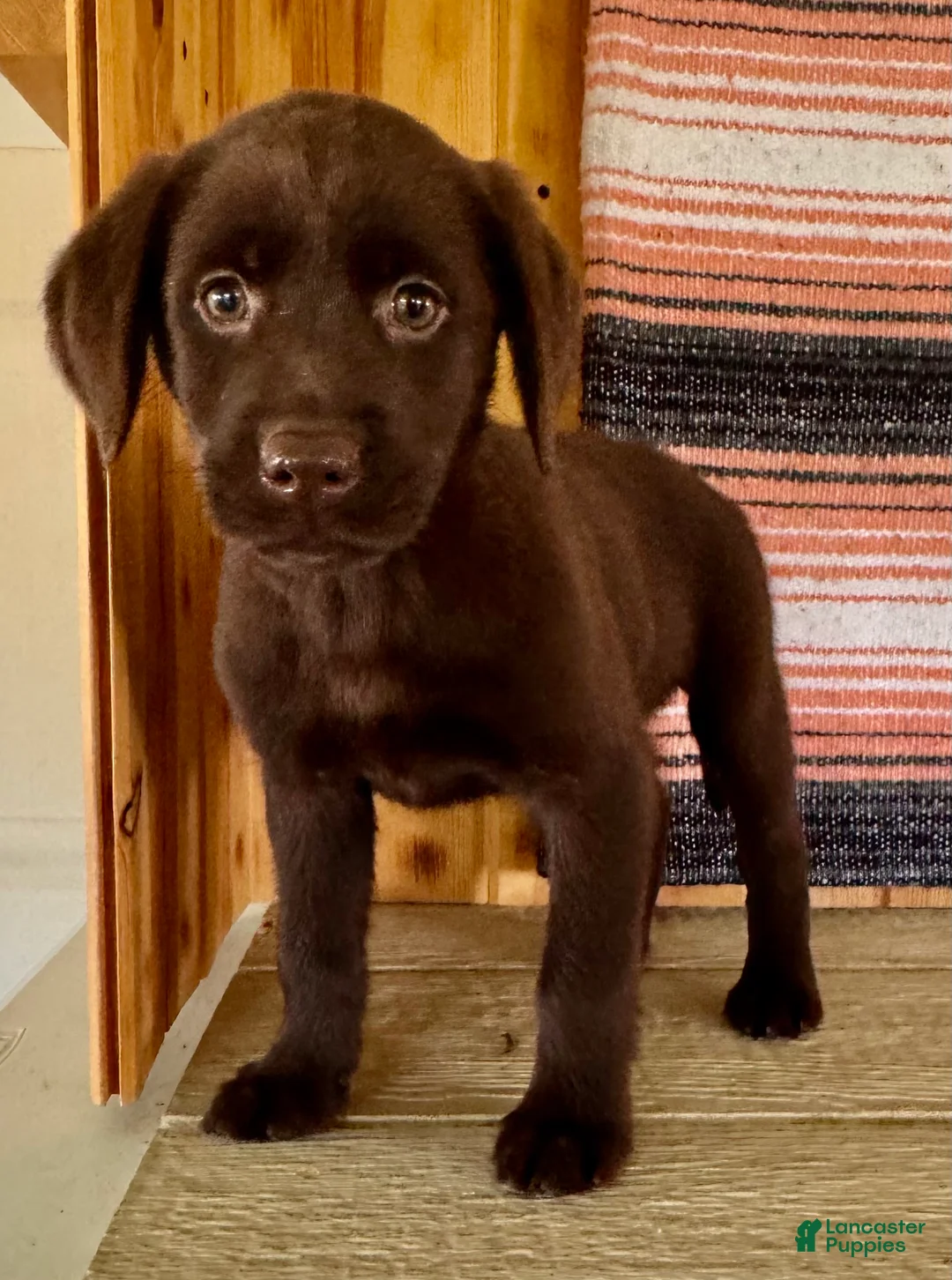 Labrador Retriever dogs for sale: Misty - Ad 1