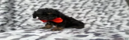 Cavapoo dogs for sale: Danny - Ad 7