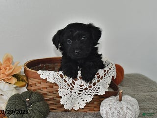 Yorkiepoo dogs - Ad 32