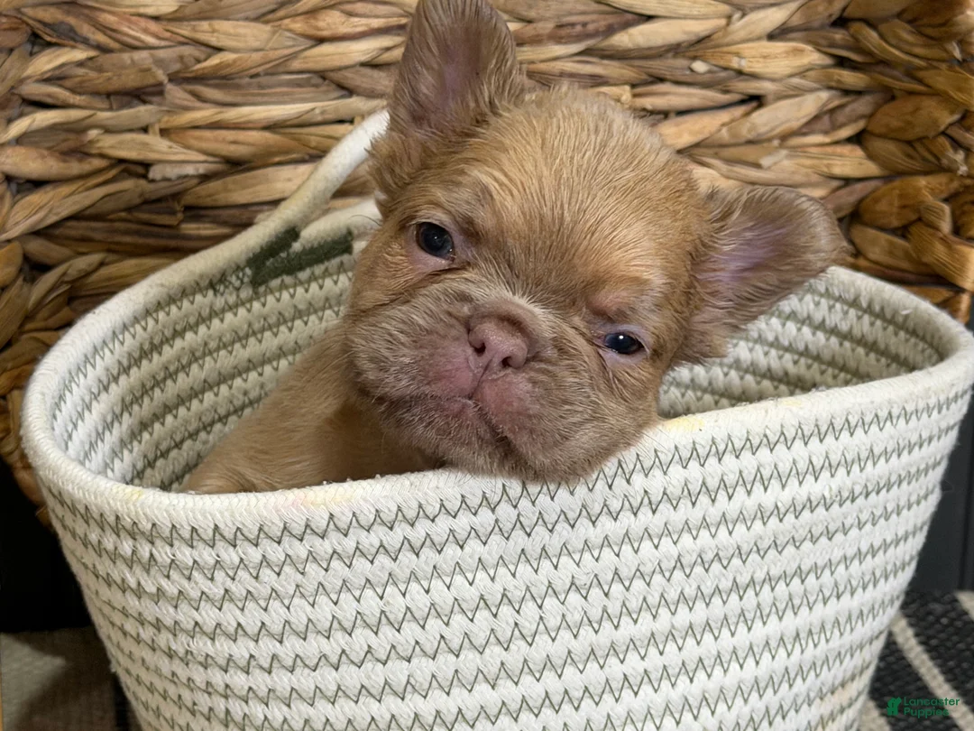 French Bulldog dogs for sale: Cashmere - Ad 2