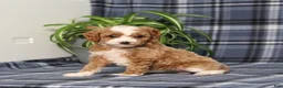 Miniature Poodle dogs for sale: Xoey (Irish Spotting) - Ad 4