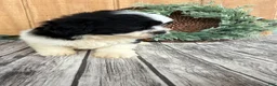 Teddy Bear dogs for sale: Lucas - Ad 19