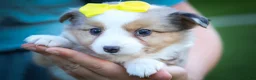 Mixed Breed dogs for sale: Gabby💕 - Ad 3