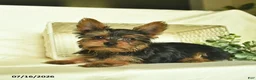 Yorkshire Terrier dogs for sale: Boxer - Ad 4
