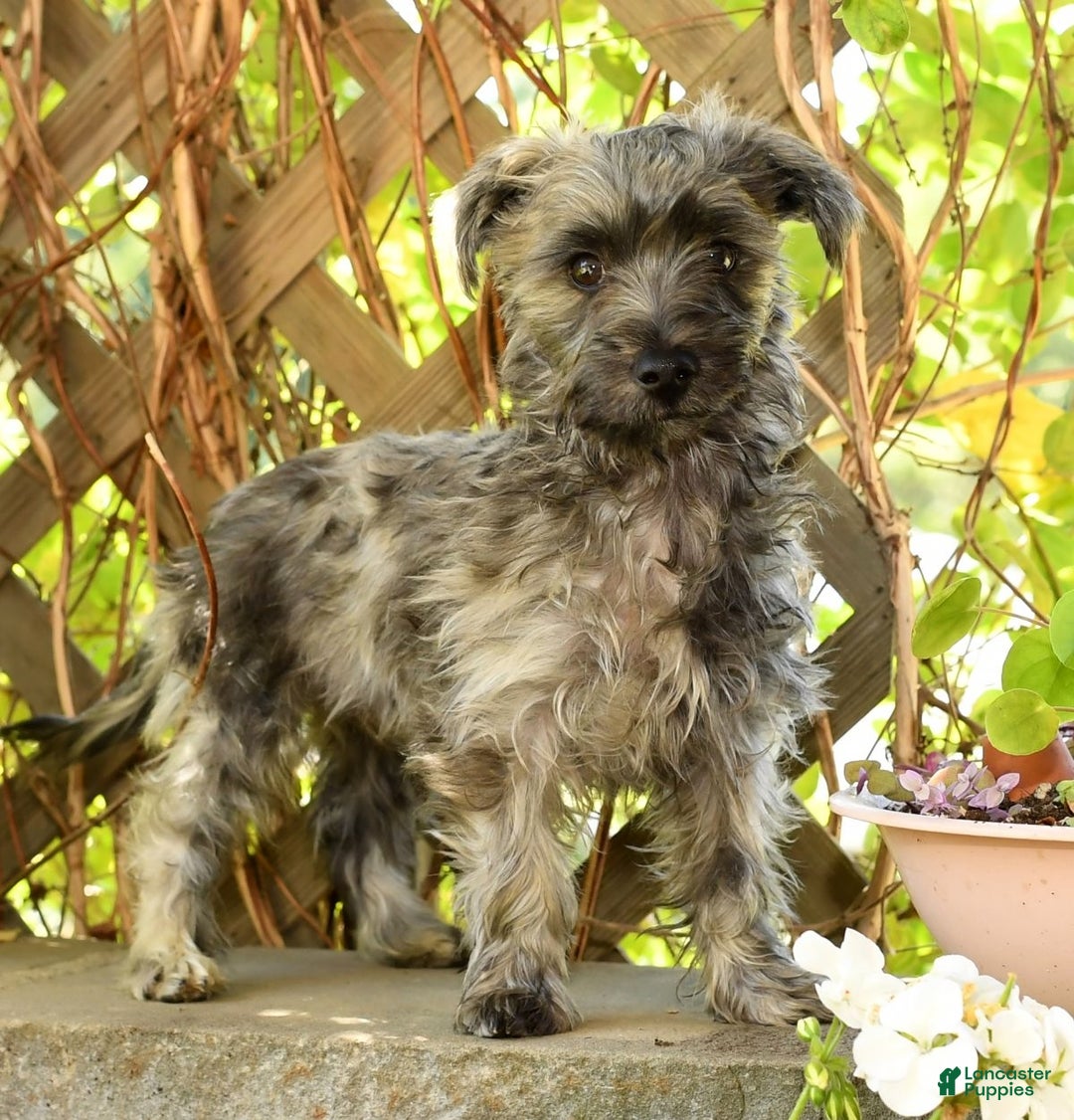 Morkie dogs for sale: Dallas - Ad 4