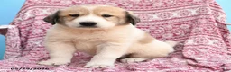 Mixed Breed dogs for sale: Hans  - Ad 3