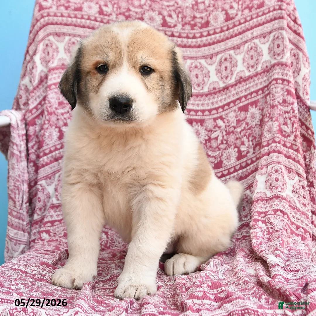 Mixed Breed dogs for sale: Hans  - Ad 3