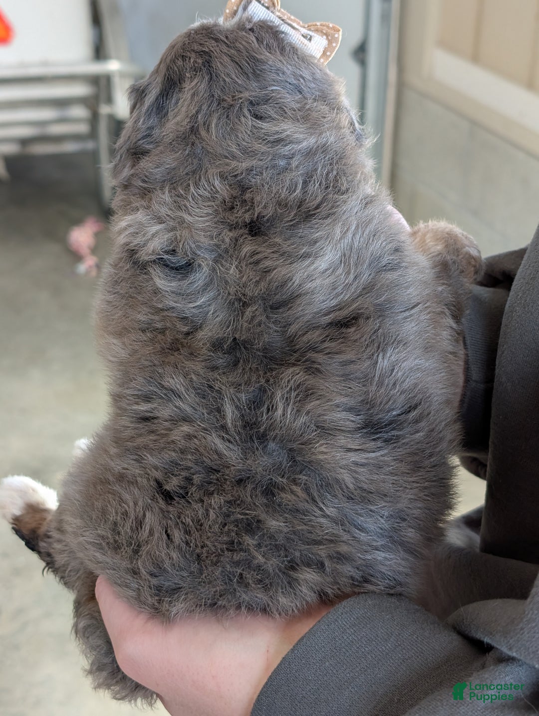 Mini Bernedoodle dogs for sale: Mini Daisy  - Ad 10