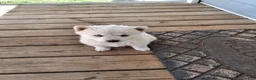 Pomsky dogs for sale: Darci - Ad 2