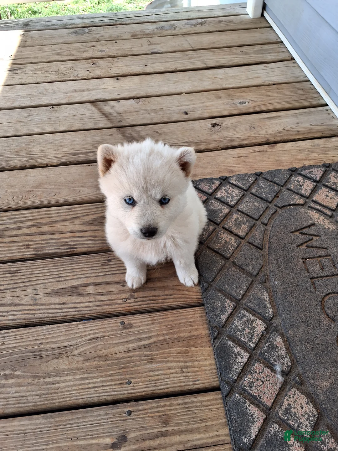 Pomsky dogs for sale: Darci - Ad 2
