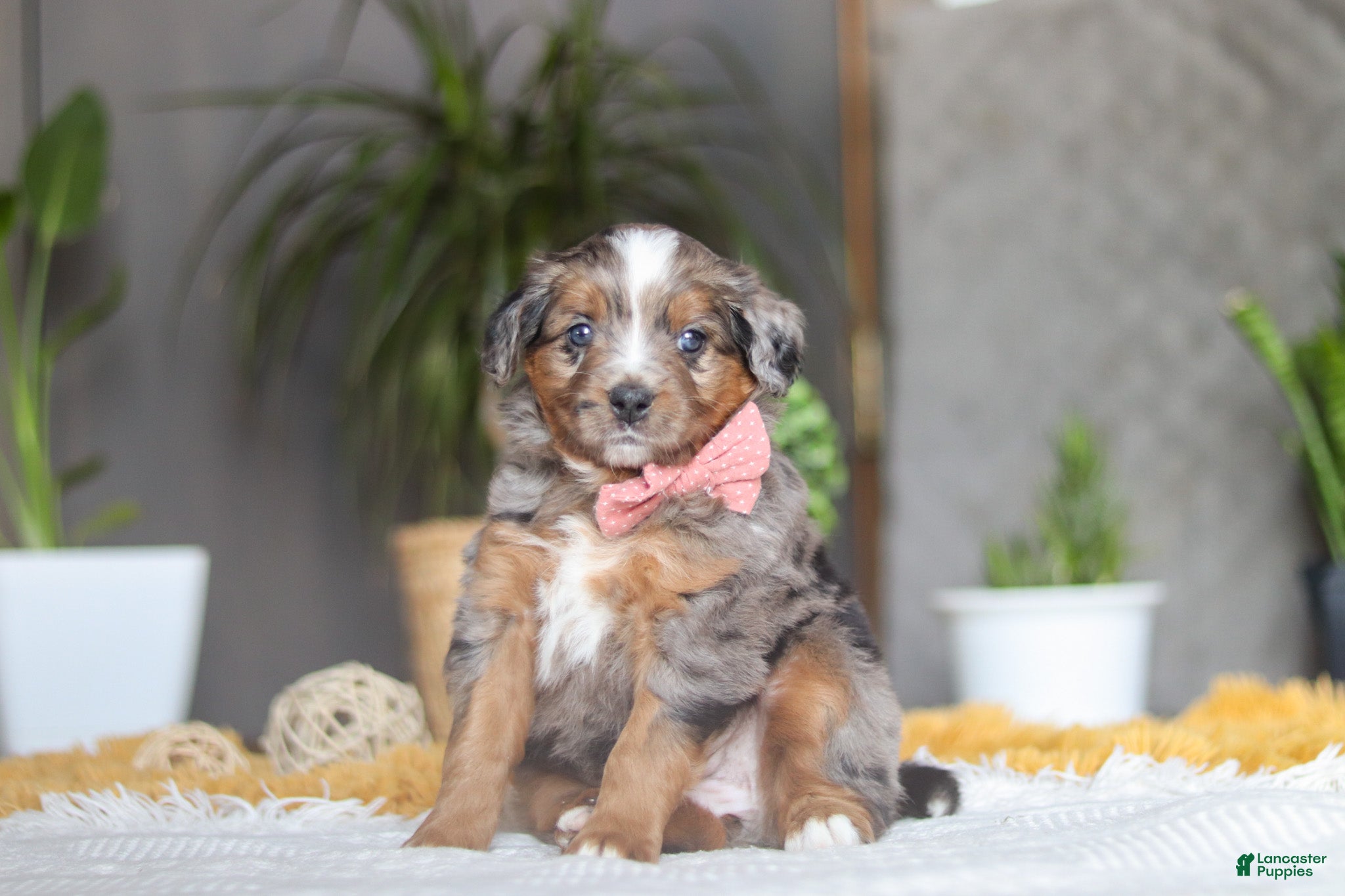 Mixed Breed dogs Azure - Ad 1