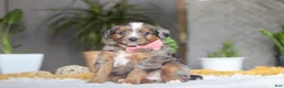 Mixed Breed dogs for sale: Azure - Ad 1