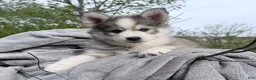 Pomsky dogs for sale: Sunny  - Ad 1