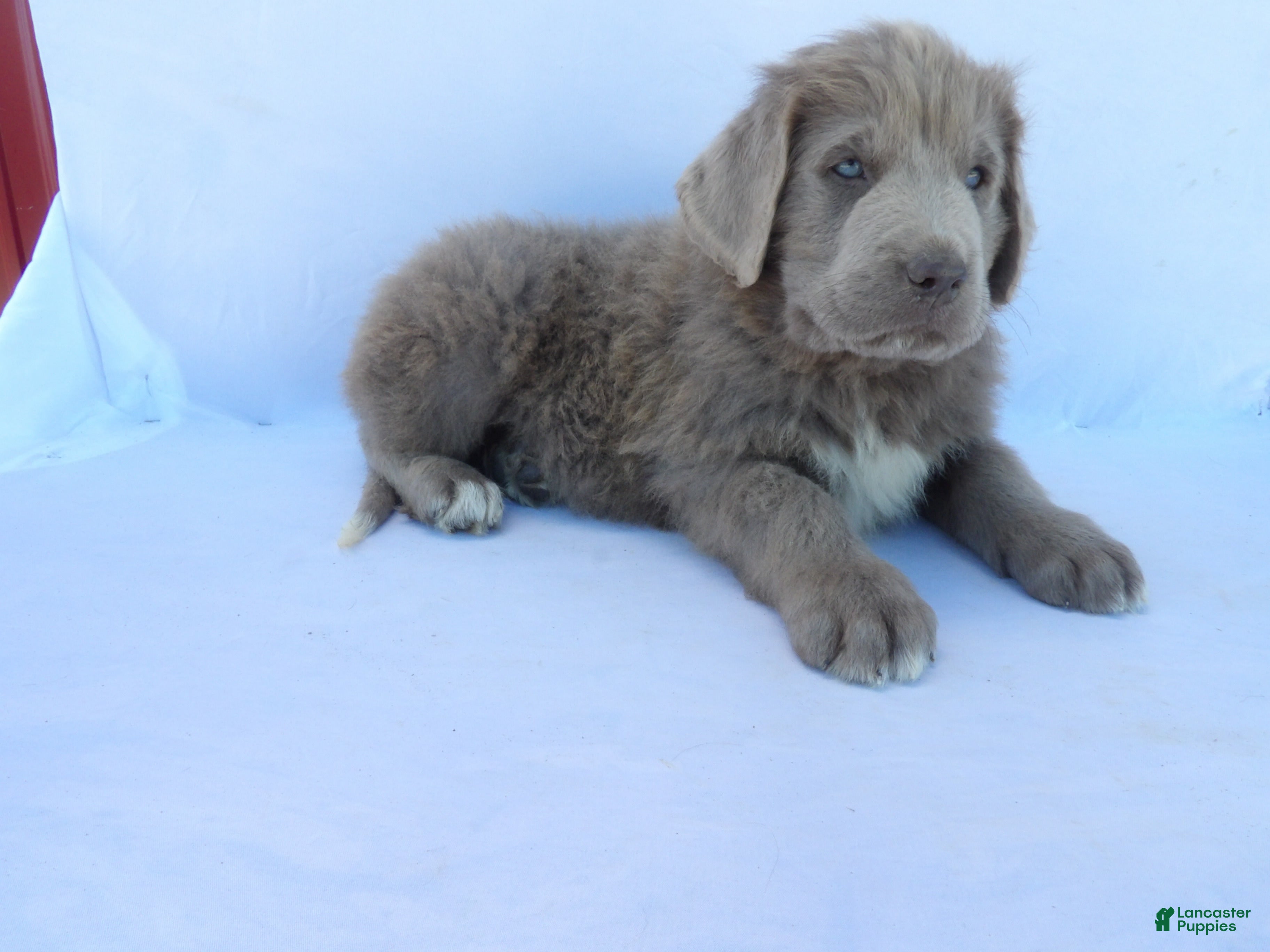 Newfoundland dogs for sale: Tucker - Ad 2