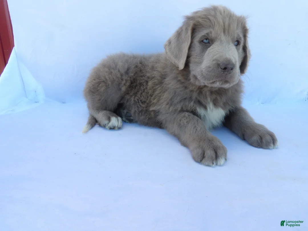 Newfoundland dogs for sale: Tucker - Ad 2